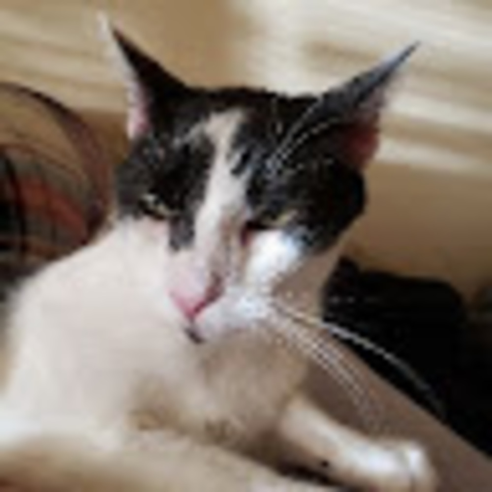 Meet your Posher, Maggie